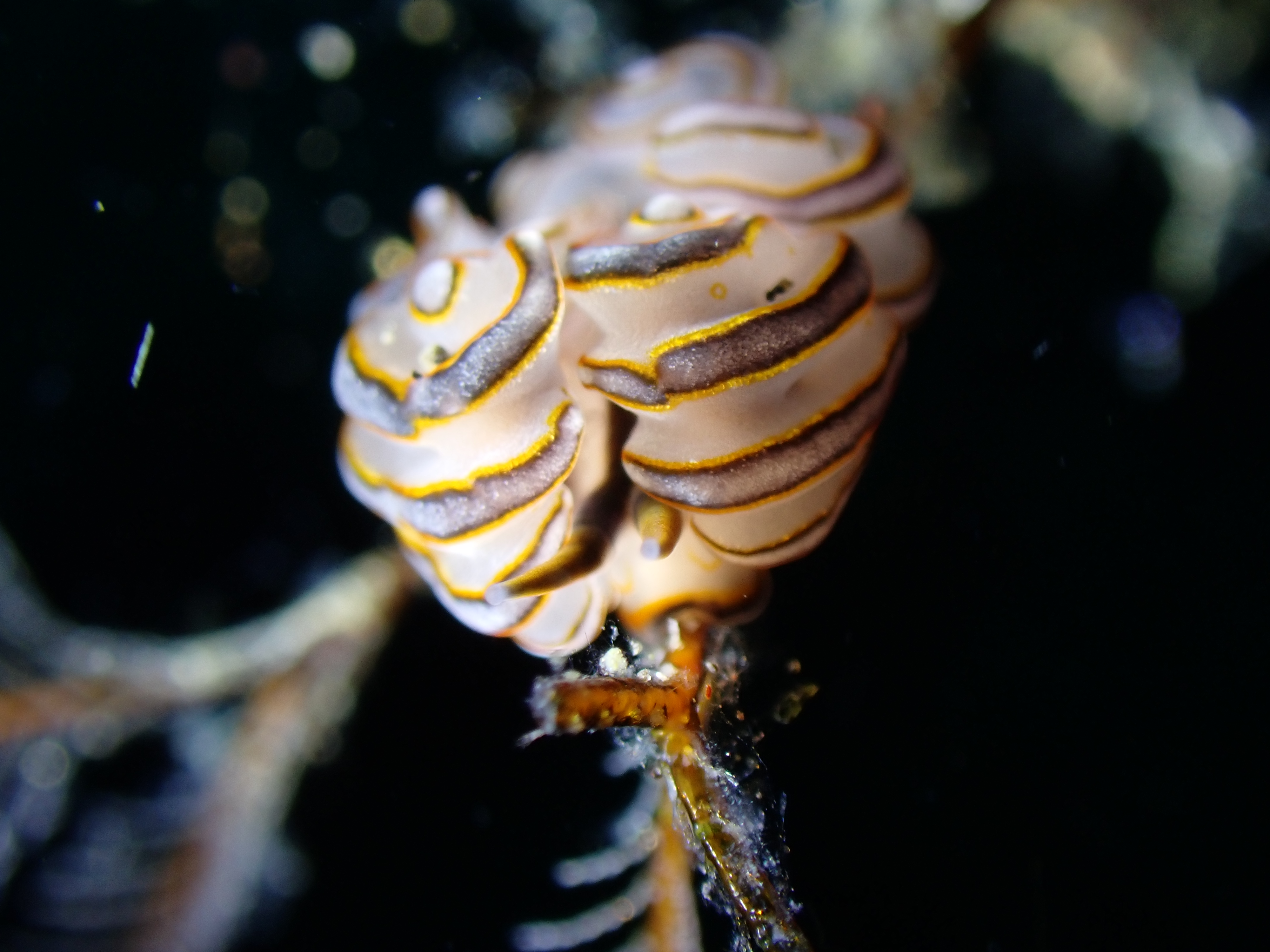 Scuba Diving 1