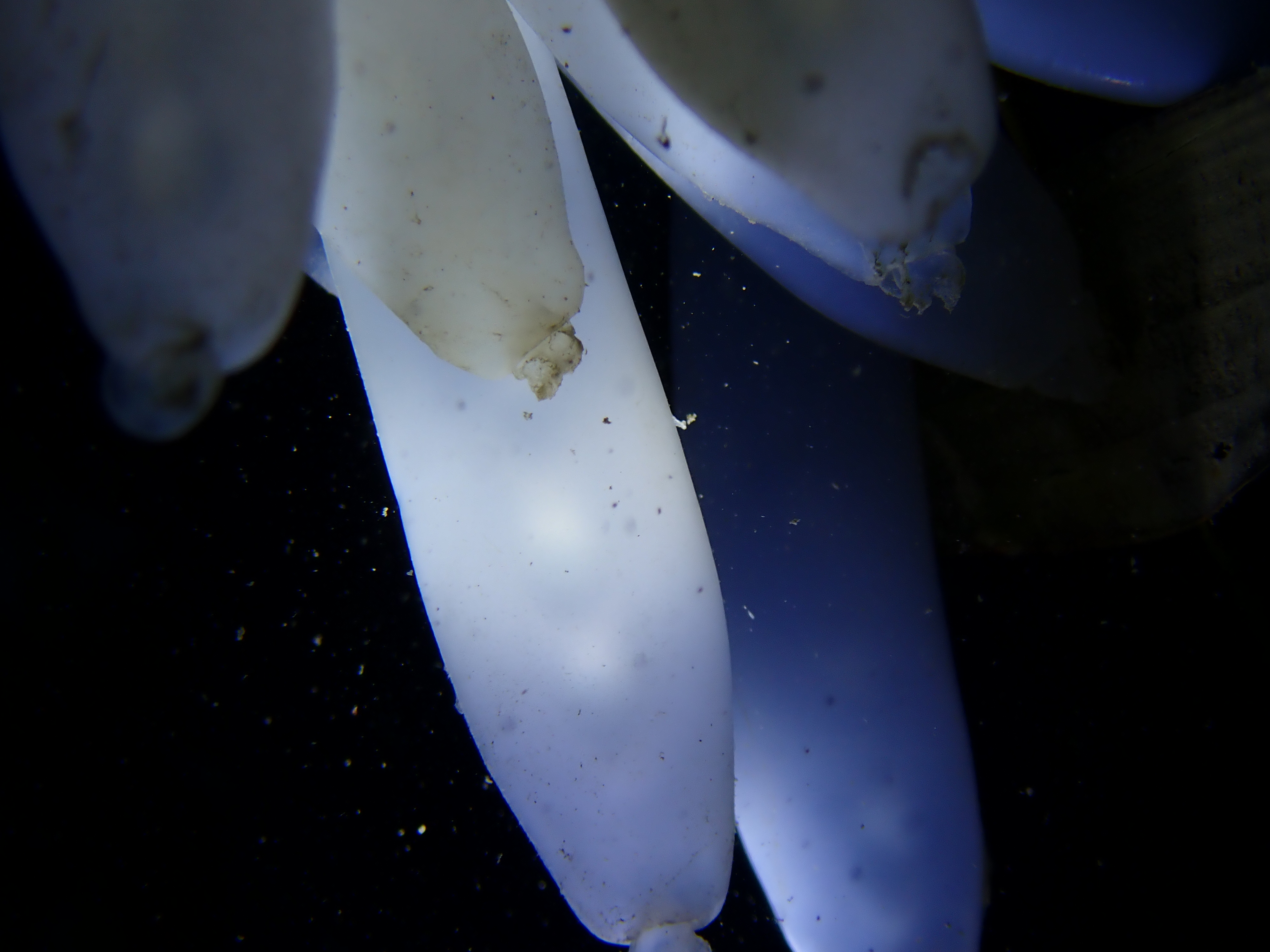 Underwater Exploration