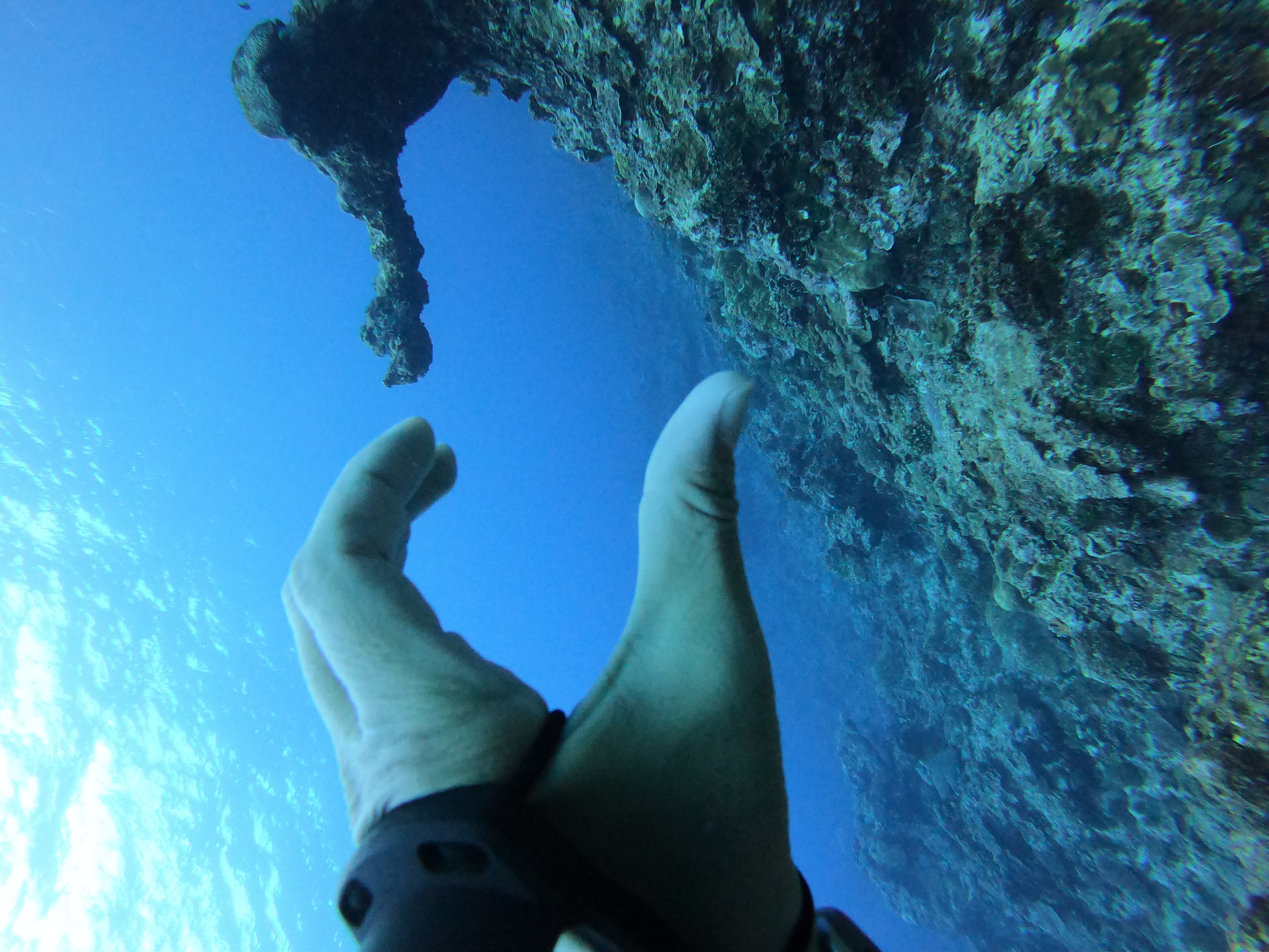 School of Fish