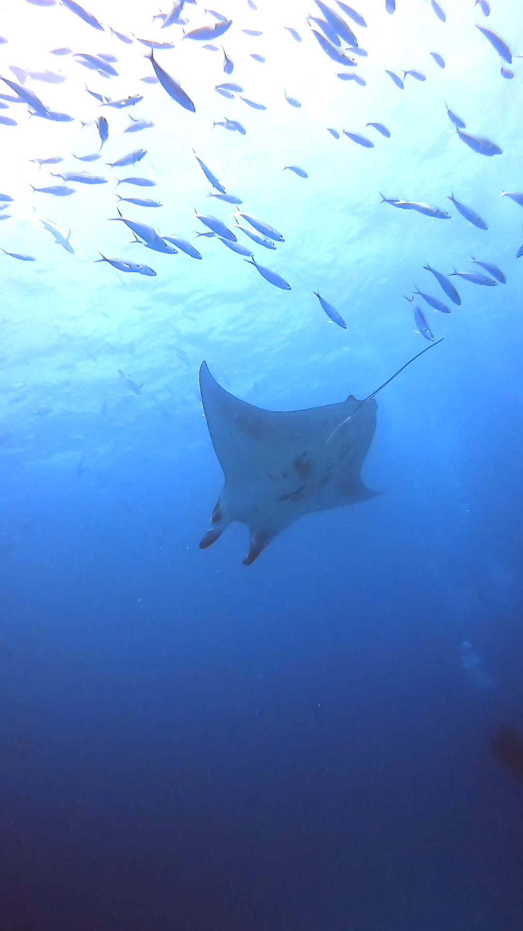 School of Fish